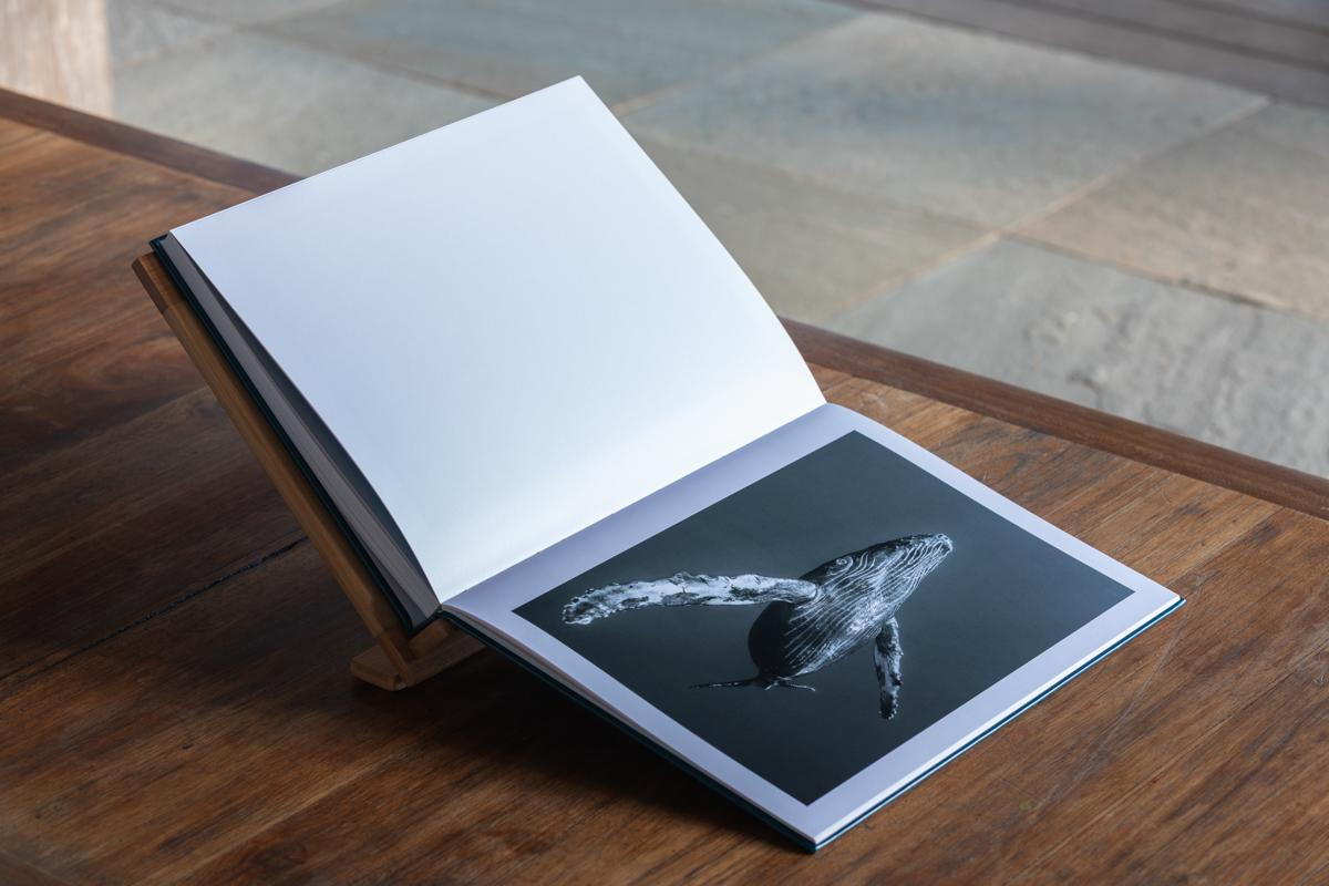 Dans l'intimité des baleines