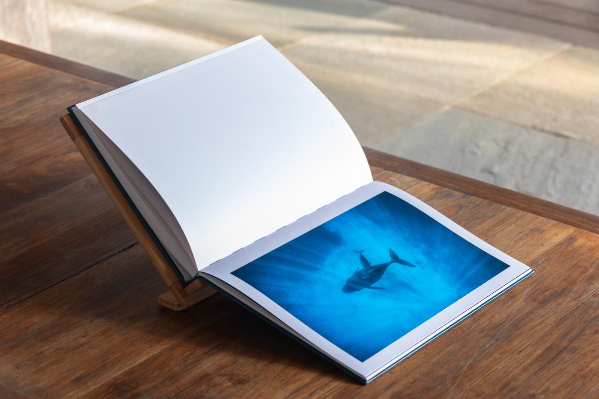 Dans l'intimité des baleines