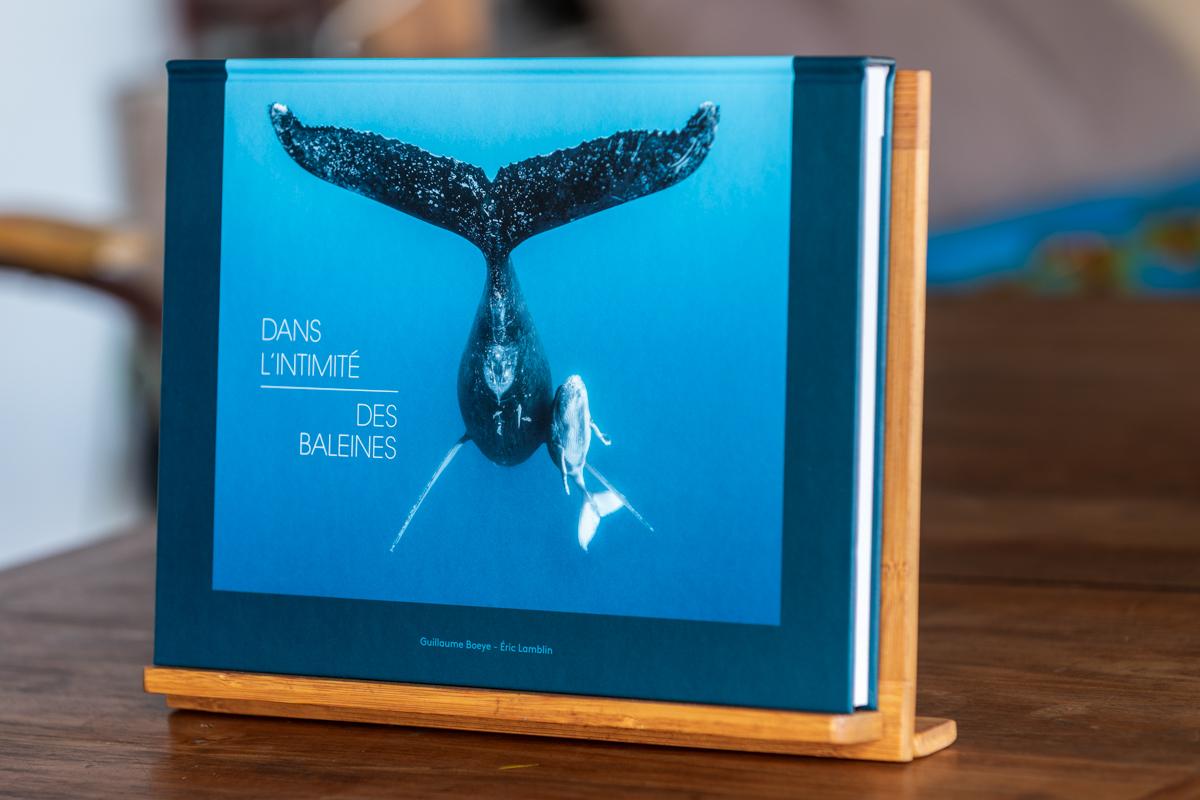 Dans l'intimité des baleines