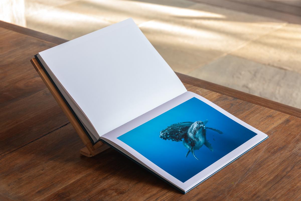 Dans l'intimité des baleines