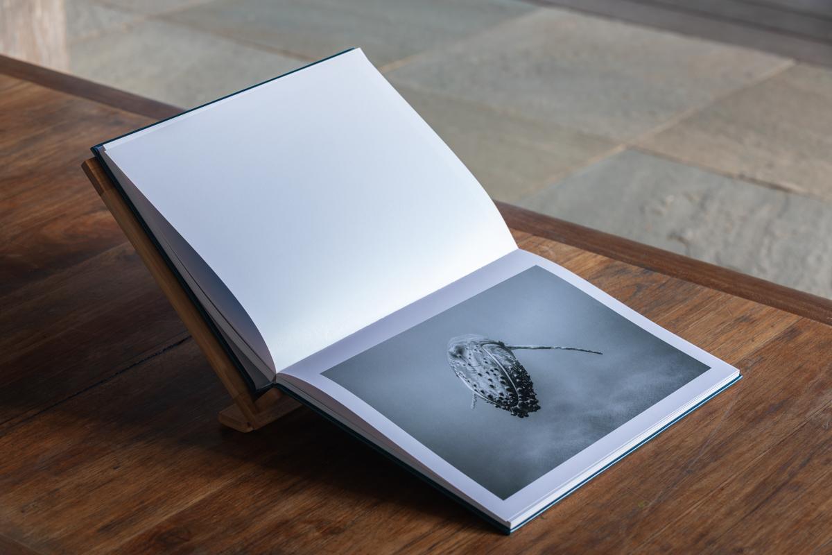 Dans l'intimité des baleines