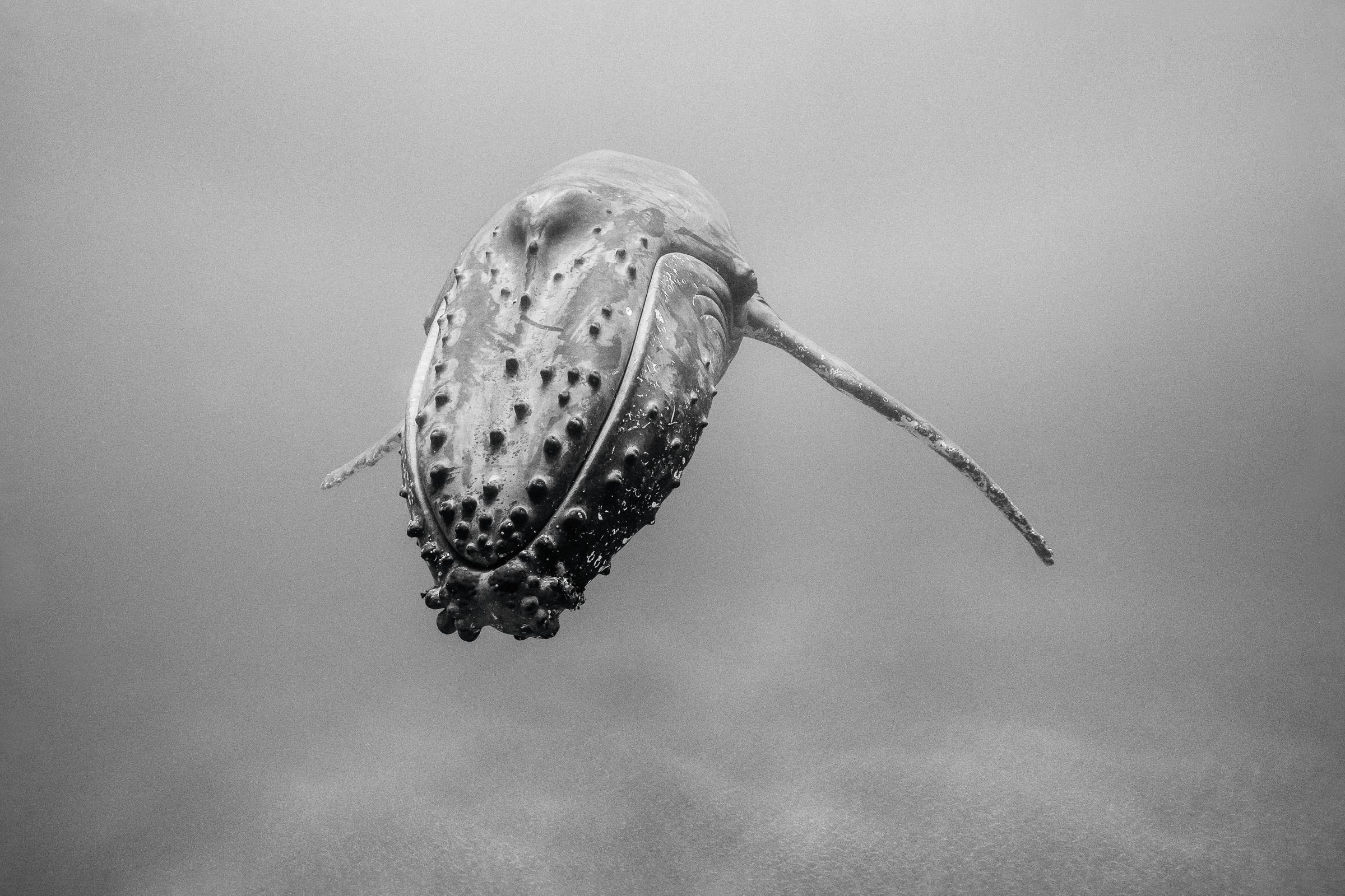 Portrait d'une Géante