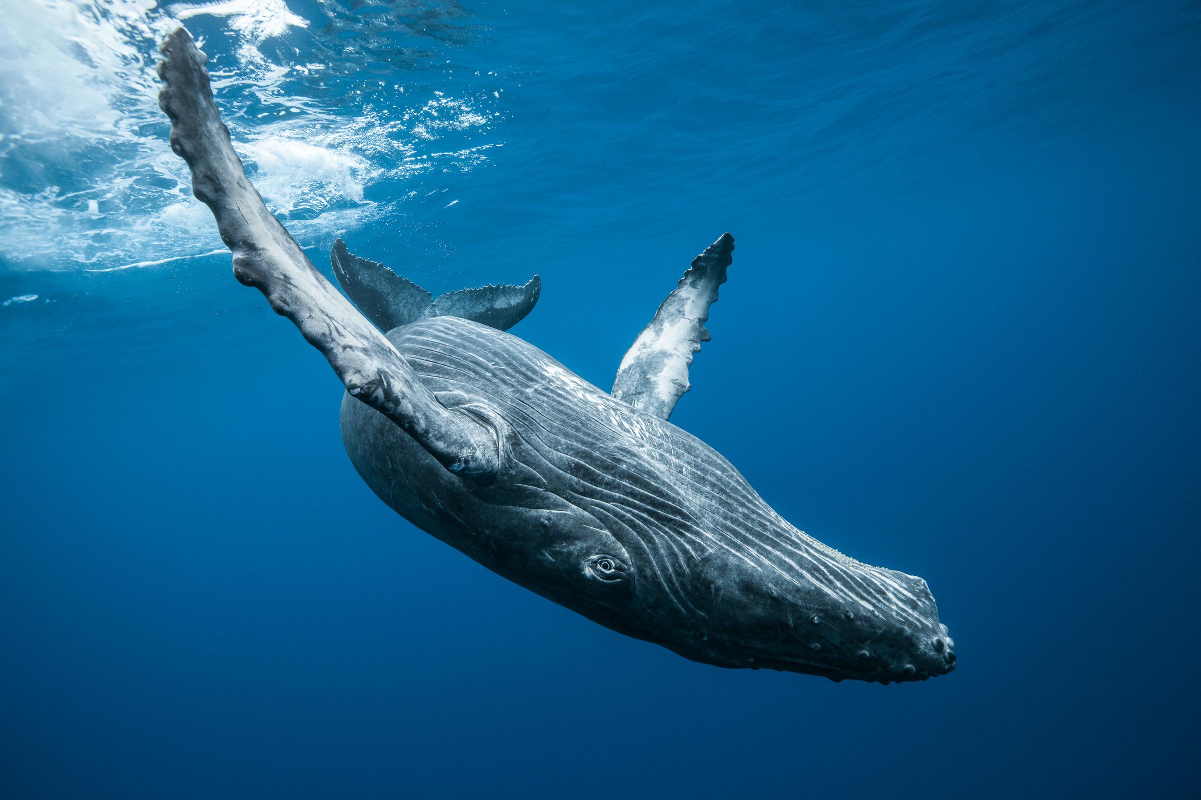 La Valse du Baleineau