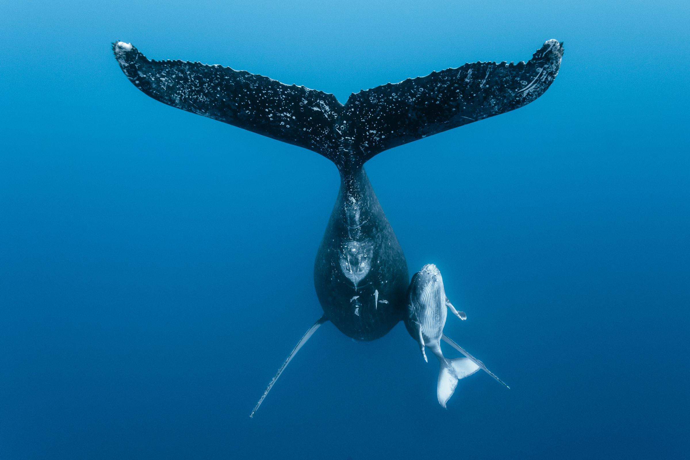 Dans l'intimité des baleines