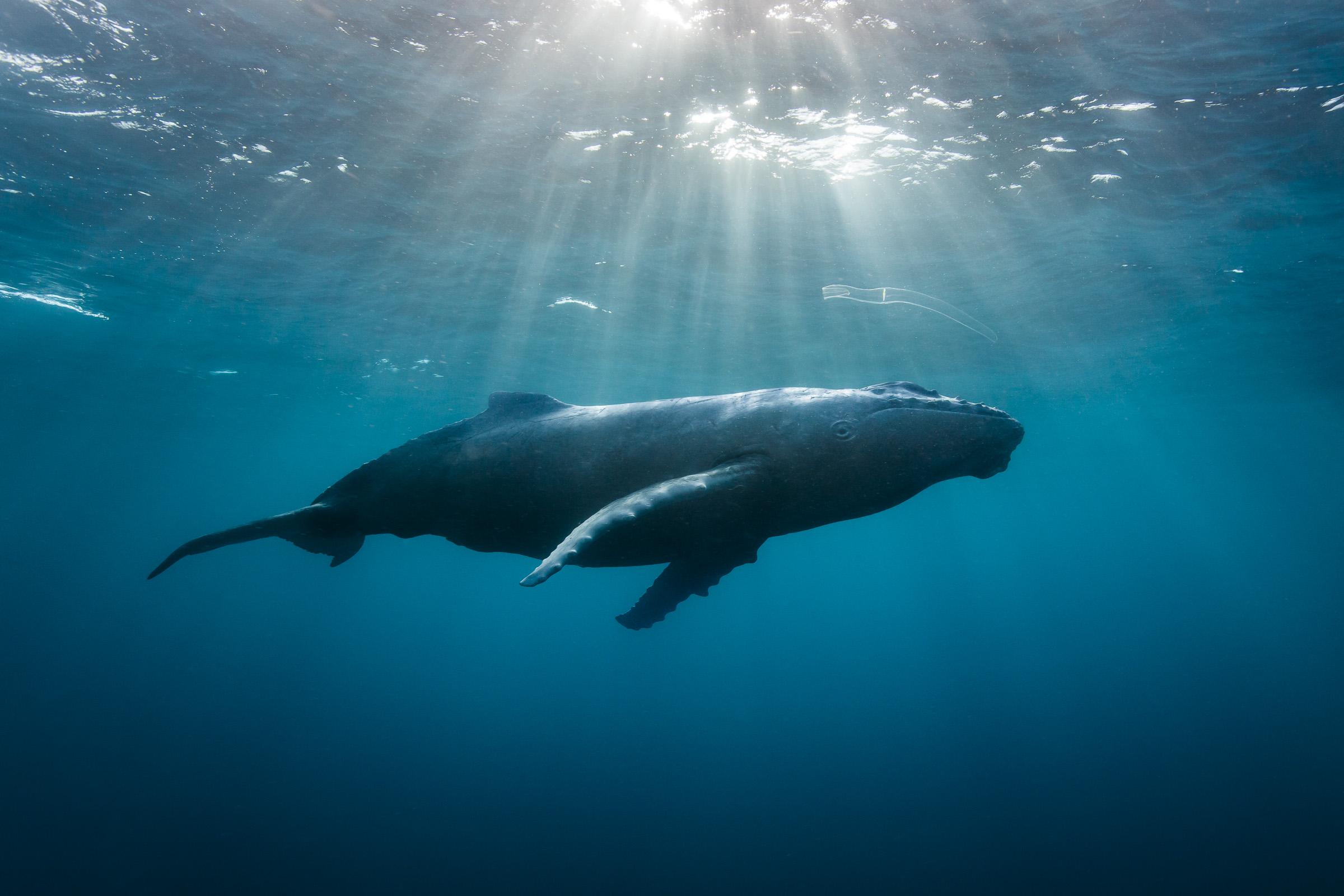 Baignée de Lumière