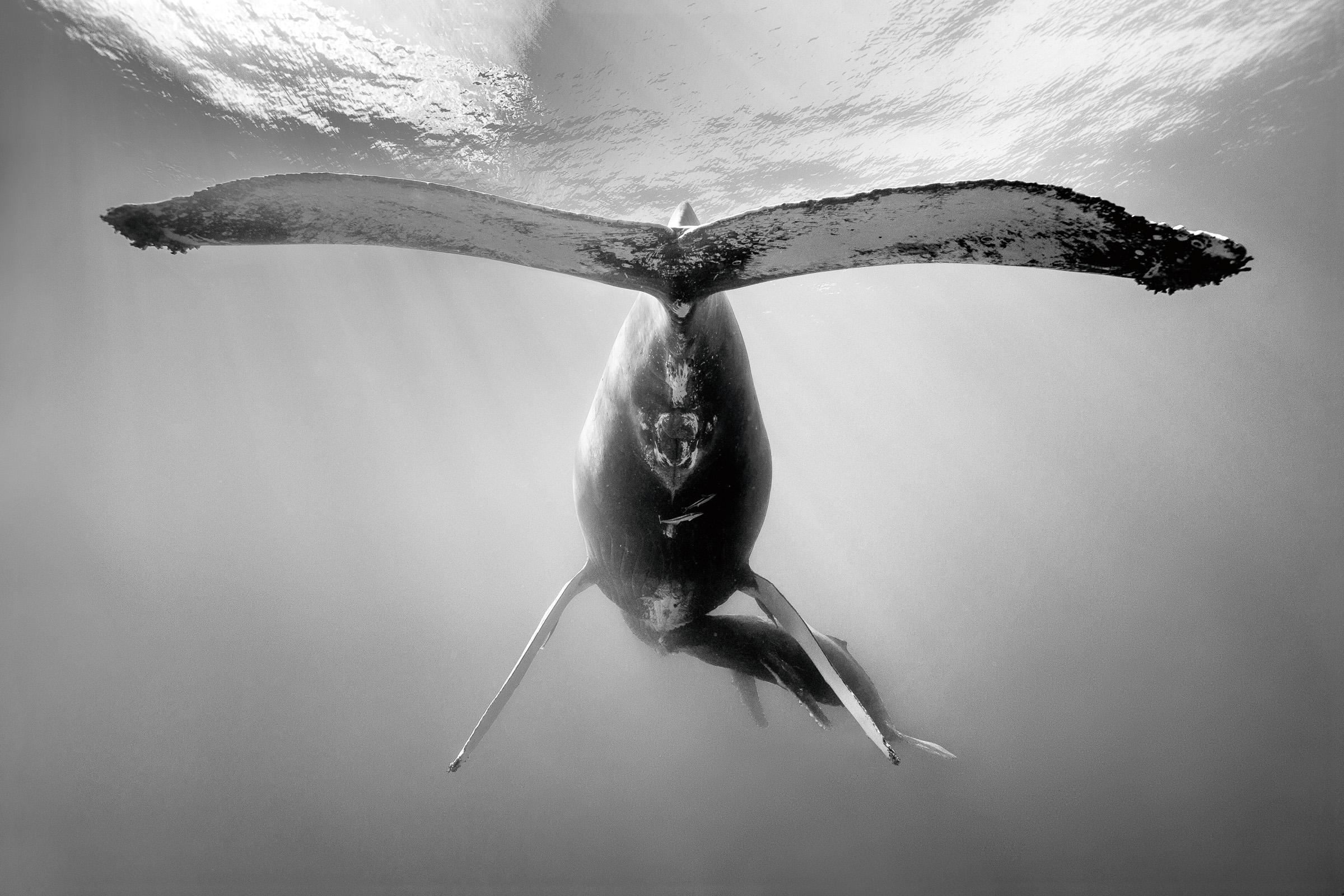 Majesté en Clair-Obscur