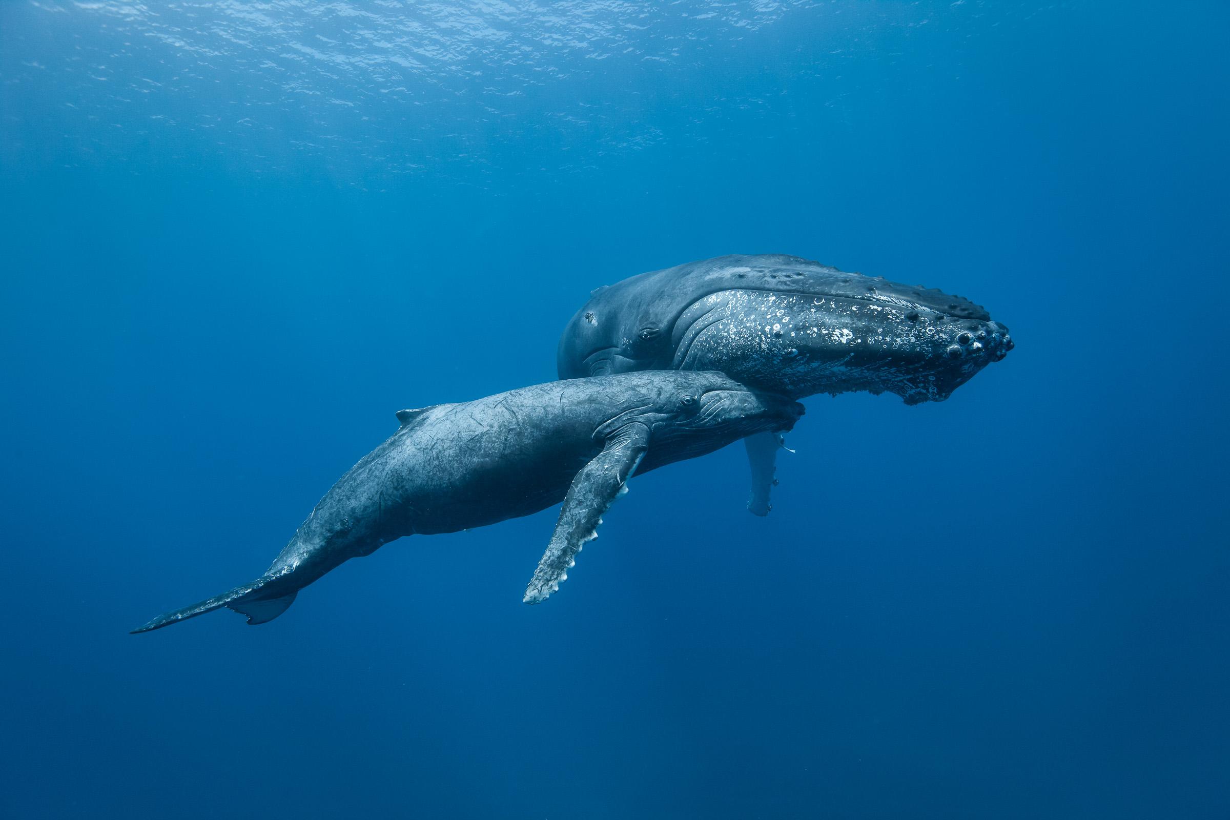 Tendresse Maternelle