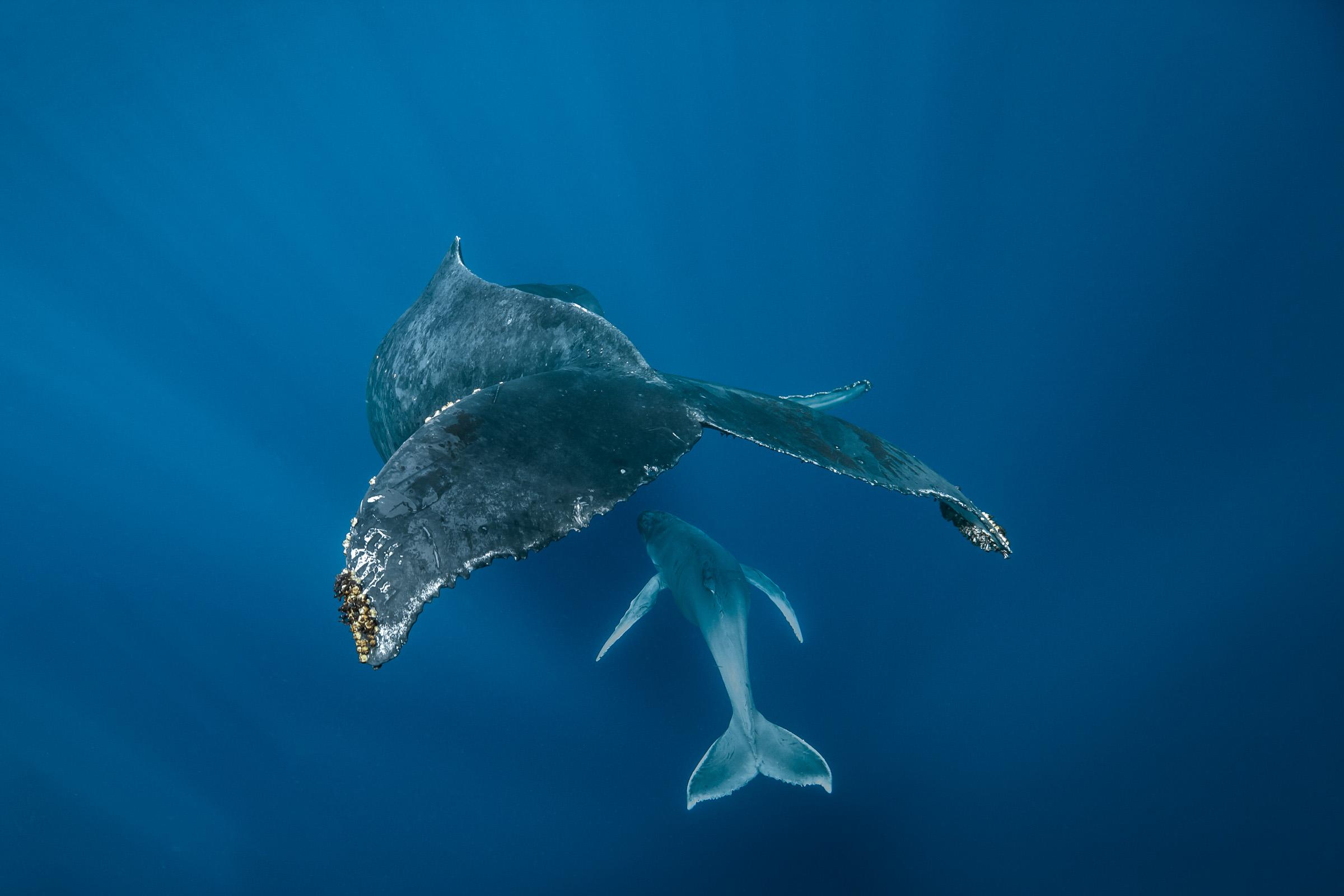 La Plongée Complice
