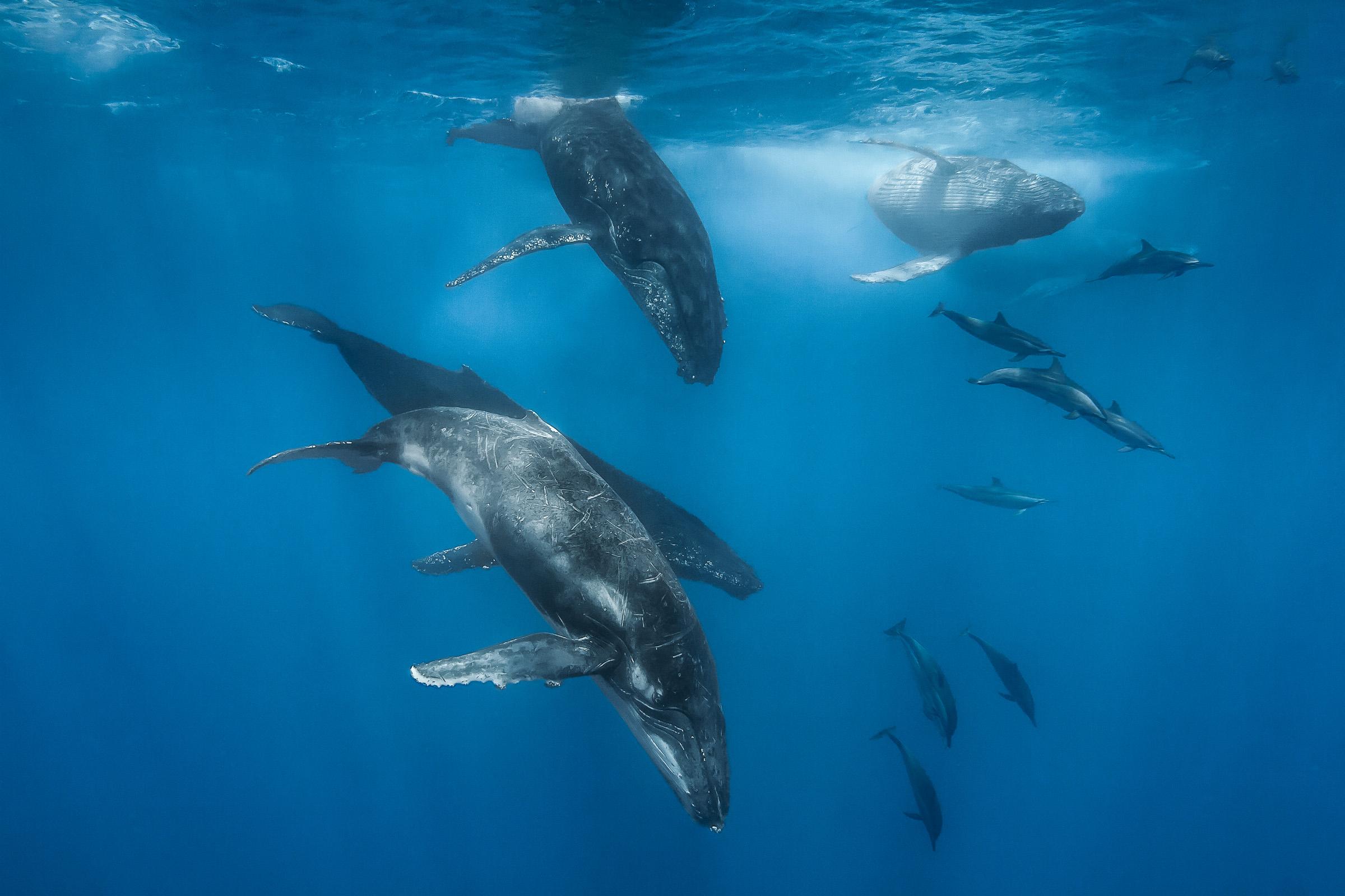 Le Cortège des Géants