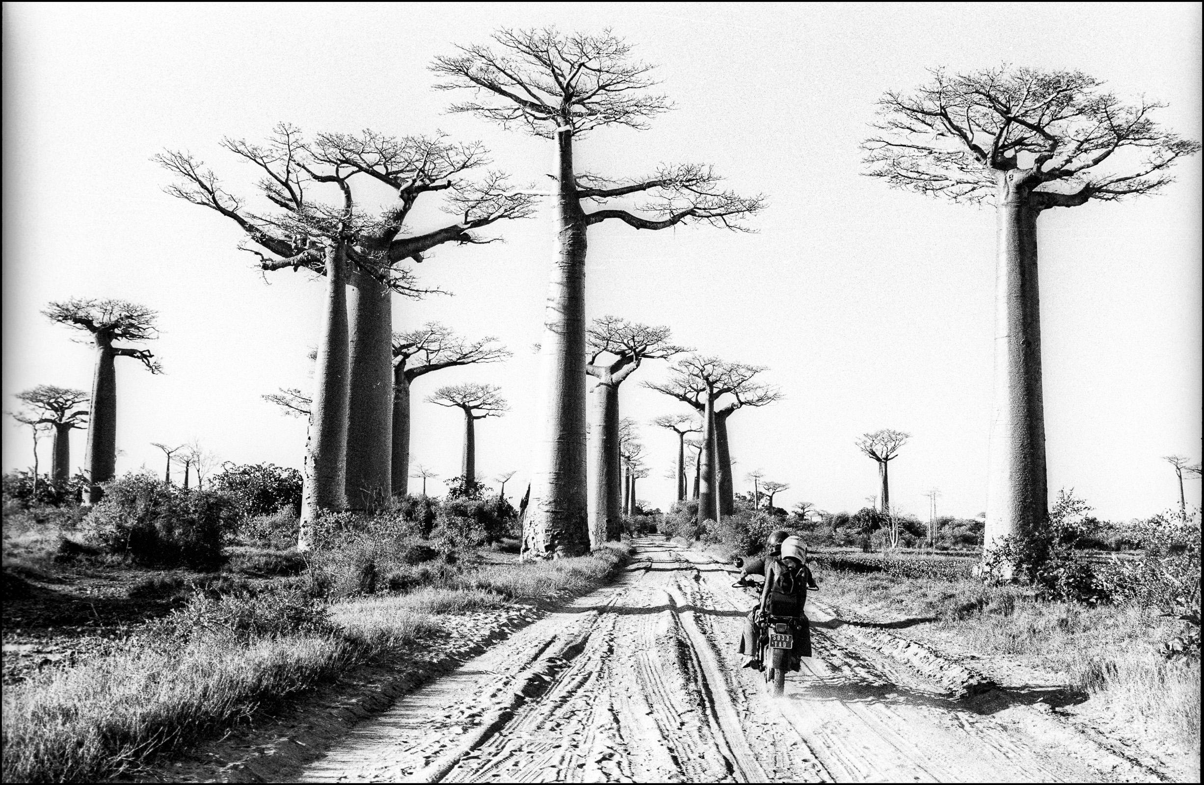 Allée des Géants